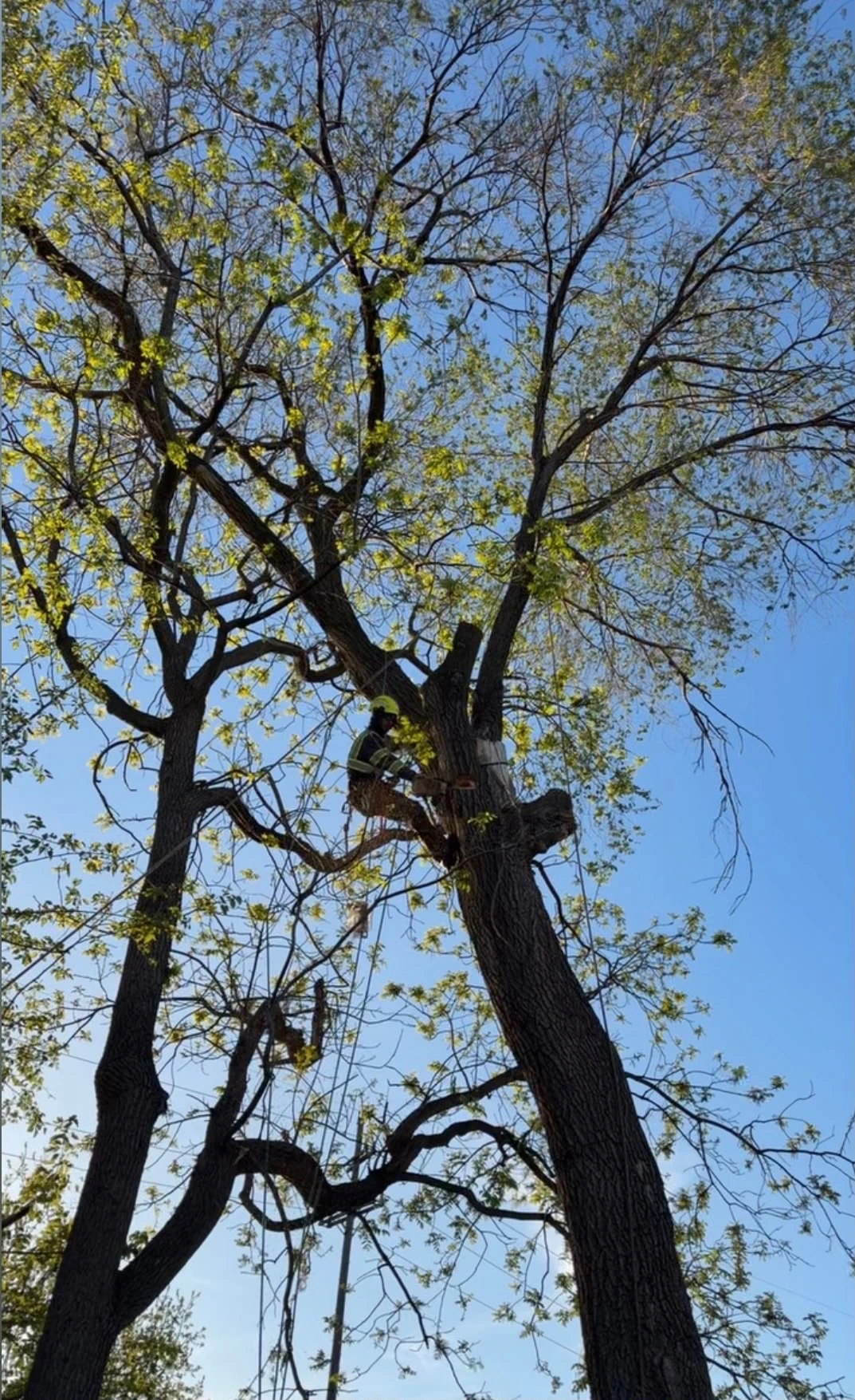 dead wood removal in the Chicagoland Area1